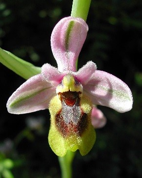 ophrys tenthredinifera